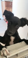 Rosarito Pup - Darla (Usha)