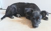 Rosarito Pup - Darla (Usha)