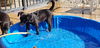 Rosarito Pup - Darla (Usha)