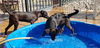 Rosarito Pup - Darla (Usha)