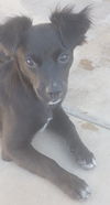 Rosarito Pup - Darla (Usha)