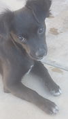 Rosarito Pup - Darla (Usha)