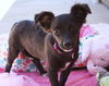 Rosarito Pup - Darla (Usha)