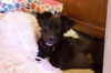 Rosarito Pup - Darla (Usha)