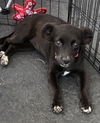 Rosarito Pup - Darla (Usha)
