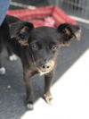 Rosarito Pup - Darla (Usha)