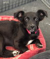 Rosarito Pup - Darla (Usha)