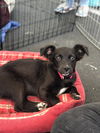 Rosarito Pup - Darla (Usha)