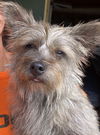 Bennie
