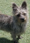 Bennie
