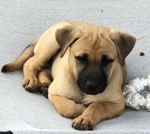 Blanca Pup-Rusty