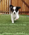 New Year Pup-Confetti