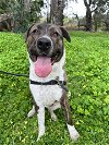 adoptable Dog in vista, CA named DIEGO