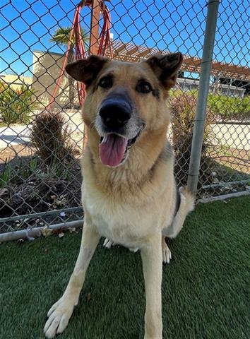 adoptable Dog in Chula Vista, CA named RONALD