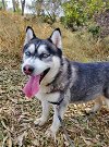 adoptable Dog in vista, CA named SITKA