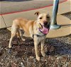 adoptable Dog in  vista, CA named ARCHER