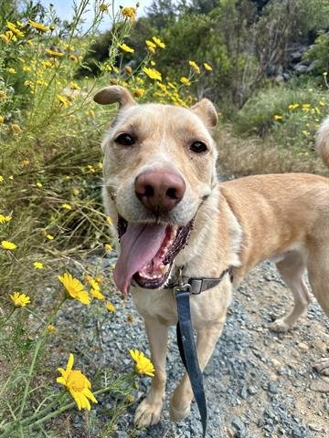 adoptable Dog in Chula Vista, CA named ARCHER