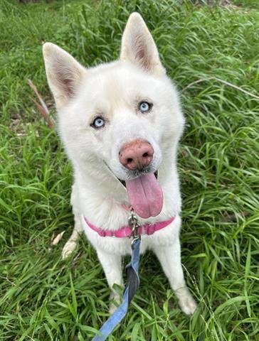 adoptable Dog in Chula Vista, CA named MEEKO