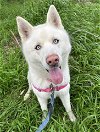 adoptable Dog in vista, CA named MEEKO