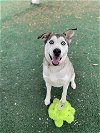 adoptable Dog in vista, CA named TILLY