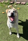adoptable Dog in vista, CA named ANDY