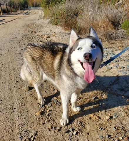 adoptable Dog in Chula Vista, CA named BENITO