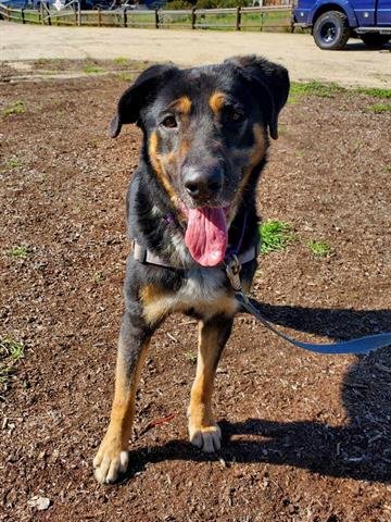 adoptable Dog in Chula Vista, CA named JAMIE