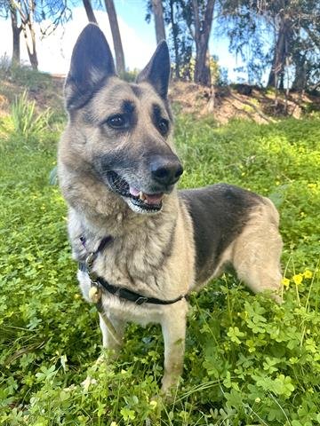 adoptable Dog in Chula Vista, CA named KASPER
