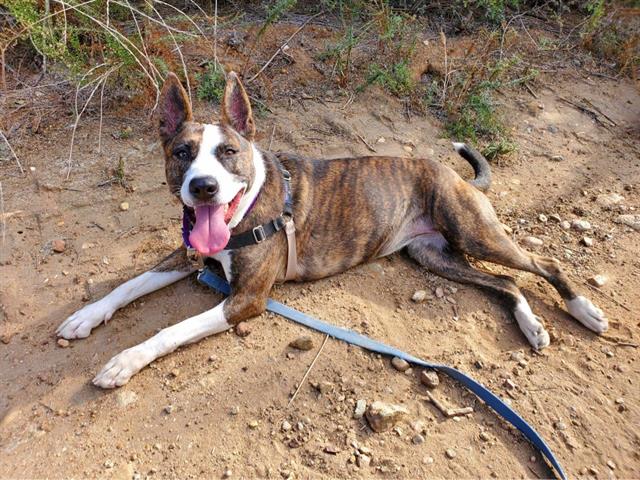 adoptable Dog in Chula Vista, CA named FOXY