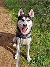 adoptable Dog in vista, CA named KENAI
