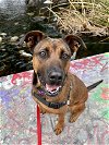 adoptable Dog in chula vista, ca, CA named CHALUPA
