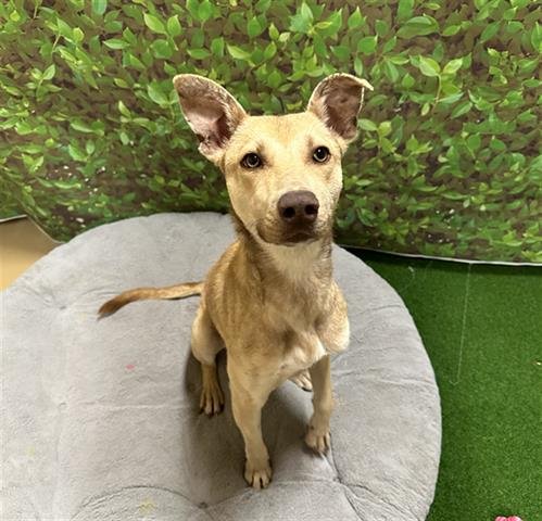 adoptable Dog in Chula Vista, CA named BLONDIE