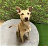 adoptable Dog in chula vista, ca, CA named BLONDIE