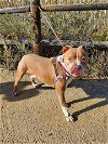 adoptable Dog in vista, CA named WADE