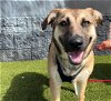 adoptable Dog in vista, CA named CARMILLA