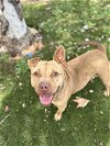 adoptable Dog in vista, CA named WALNUT