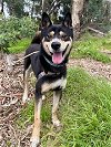 adoptable Dog in vista, CA named FALCO