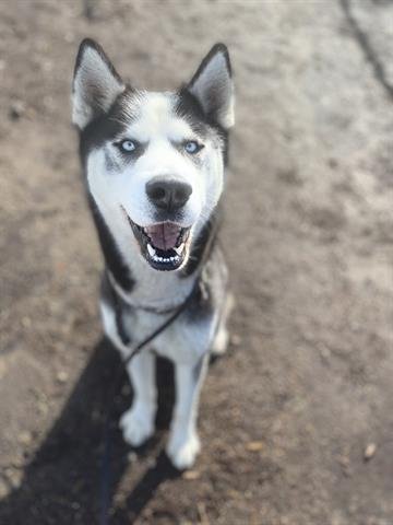 adoptable Dog in Chula Vista, CA named QUINT
