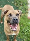 adoptable Dog in vista, CA named MARSH