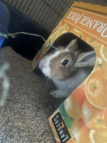 adoptable Rabbit in Chula Vista, CA named FLUTTERSHY