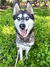 adoptable Dog in vista, CA named STORM