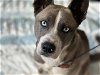 adoptable Dog in vista, CA named RANNI
