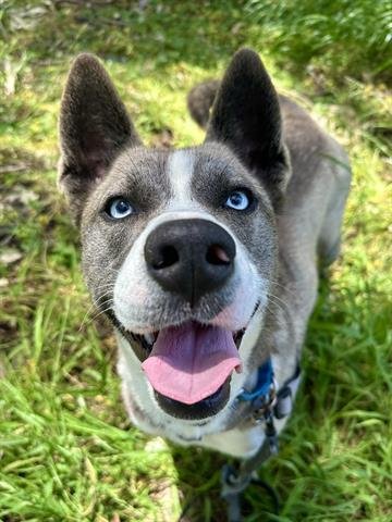 adoptable Dog in Chula Vista, CA named RANNI