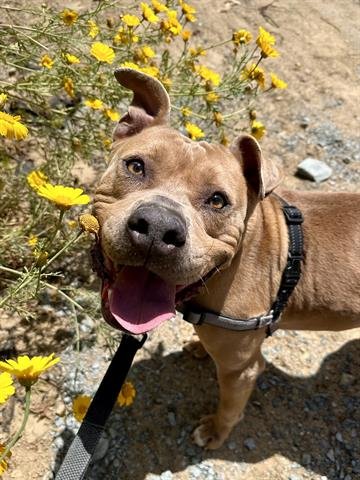 adoptable Dog in Chula Vista, CA named QUEENIE