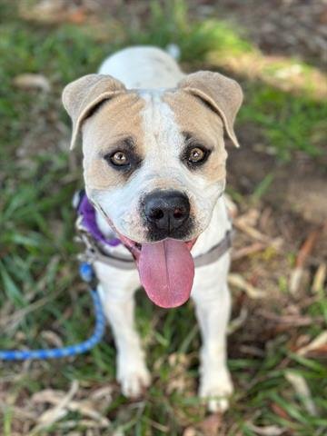 adoptable Dog in Chula Vista, CA named RASKY