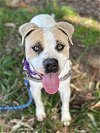 adoptable Dog in vista, CA named RASKY