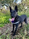 adoptable Dog in vista, CA named LINA