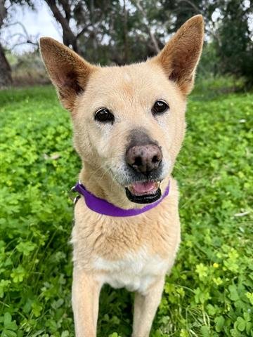 adoptable Dog in Chula Vista, CA named SOPHIE
