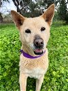 adoptable Dog in vista, CA named SOPHIE