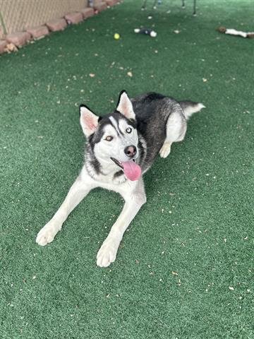adoptable Dog in Chula Vista, CA named JUNO